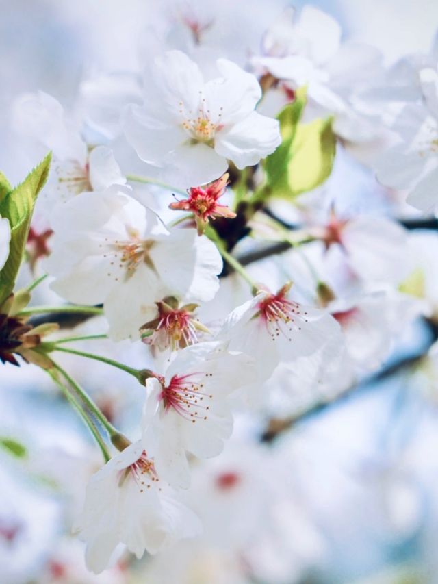Shanghai WENDU Tech Park Cherry Blossoms – An Urban Oasis of Innovation and Florals