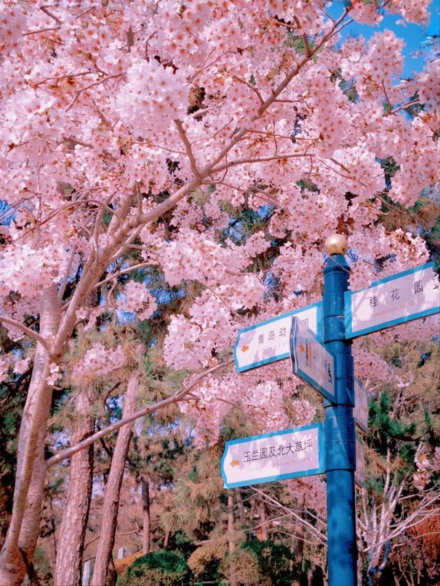 Qingdao Zhongshan Park Cherry Blossoms – A Seaside Sakura Spectacle