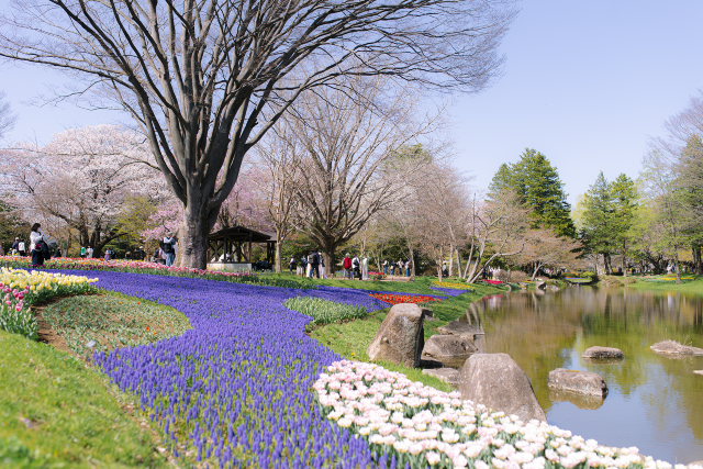 A Spring Day Surrounded by Cherry Blossoms at Showakinen Park 