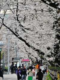 Sakura: Ephemeral Beauty and the Soul of Japanese Spring