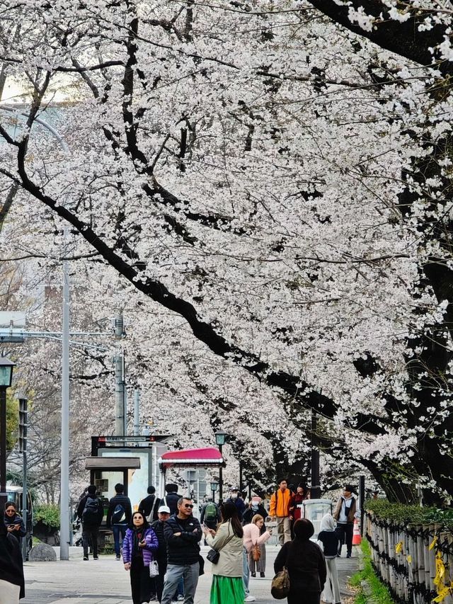 Sakura: Ephemeral Beauty and the Soul of Japanese Spring