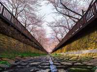 Chasing Sakura at Jinhae Park