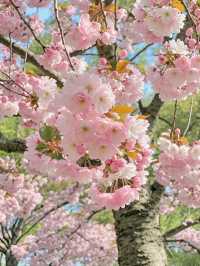 Where Petals Meet Poetry: Cherry Blossoms in Hangzhou