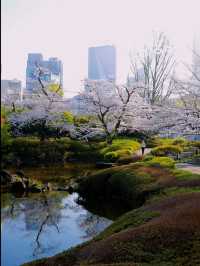 🌸 Avoid the Cherry Blossom Crowds! Hidden Sakura Spots in Tokyo 🌸