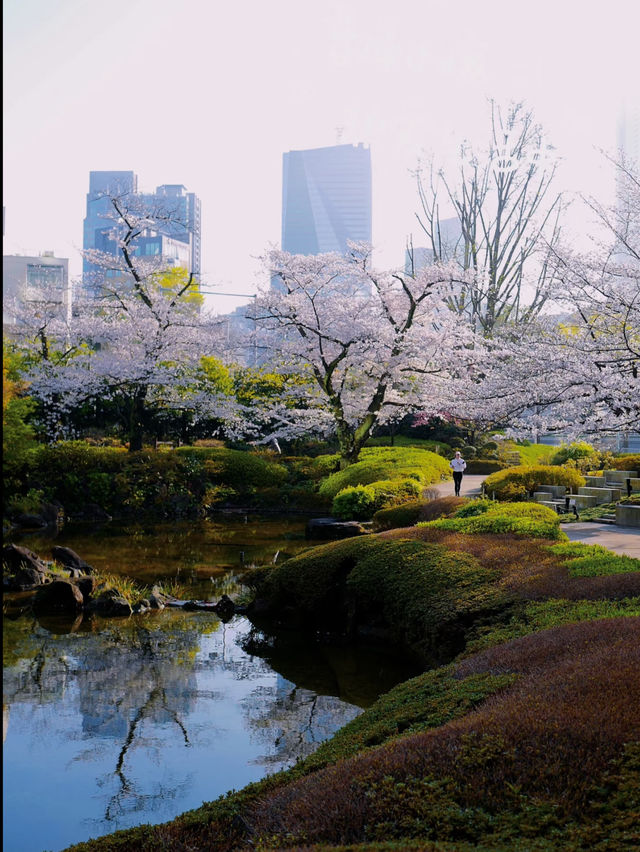 🌸 Avoid the Cherry Blossom Crowds! Hidden Sakura Spots in Tokyo 🌸