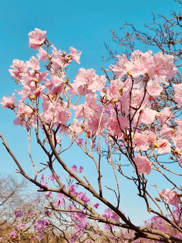 Jindallae Dongsan: A Purple Azalea Wonderland