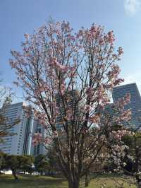 東京｜濱離宮恩賜庭園的櫻花之美