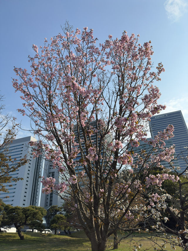 東京｜濱離宮恩賜庭園的櫻花之美