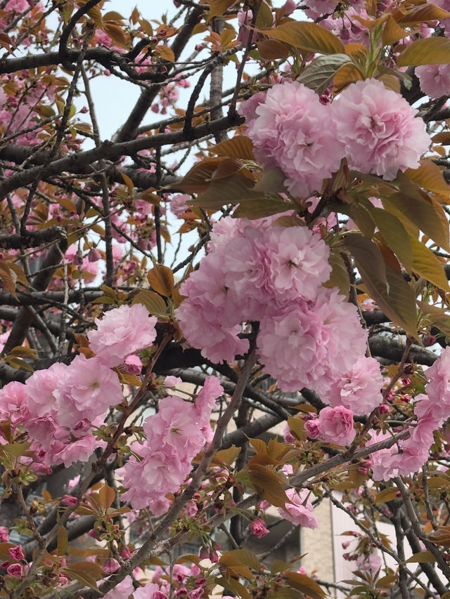 隅田川｜東京的靈魂之河