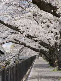 Tama River Embankment Sakura | Tokyo's Serene Riverside Blossom Escape