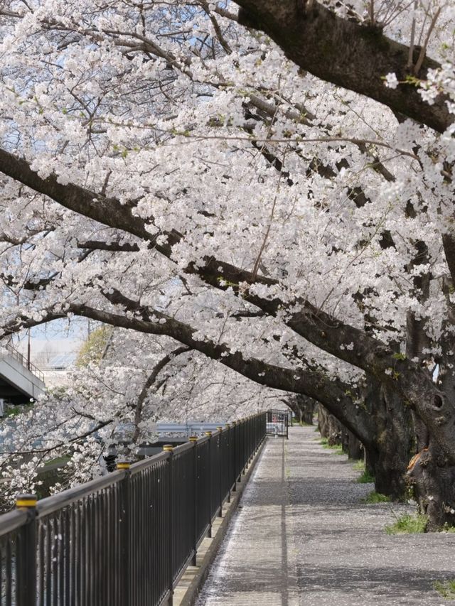 Tama River Embankment Sakura | Tokyo's Serene Riverside Blossom Escape