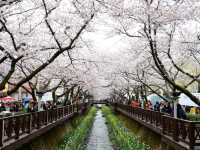 Jinhae Gunhangje Festival: Korea’s Most Spectacular Cherry Blossom Extravaganza**   