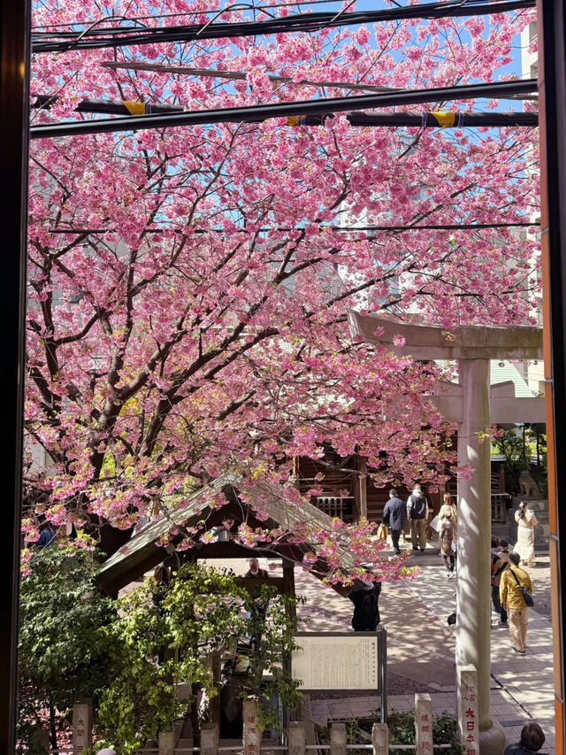 🌸 Tokyo Flower Fields | Peak Bloom Season is Here! 🌸