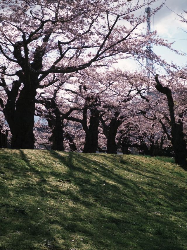 Pink Horizons: Cherry Blossoms in Hakodate