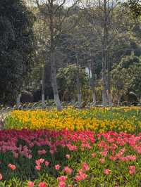 🌷 Sunlit Tulips at Academician Park: A Hidden Gem in Ningbo! 🌞