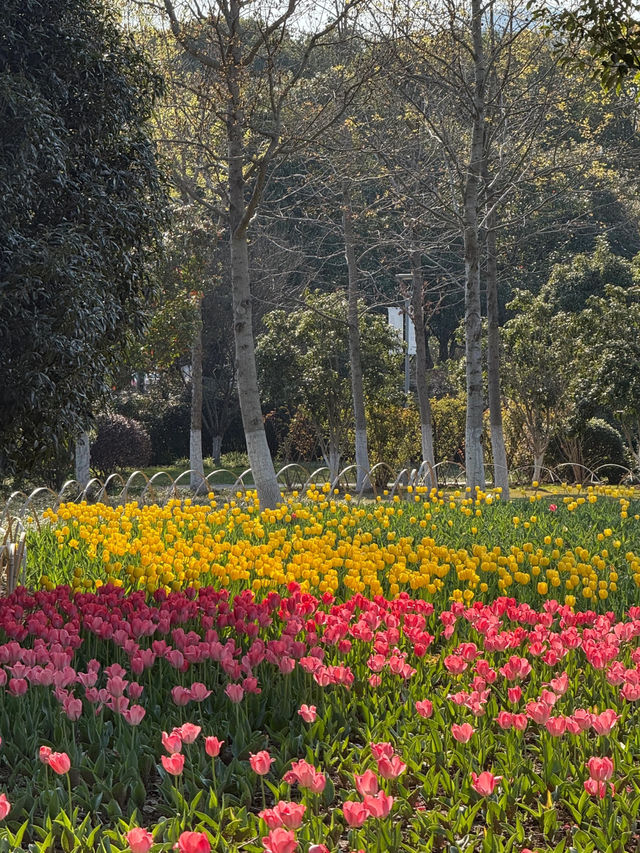 🌷 Sunlit Tulips at Academician Park: A Hidden Gem in Ningbo! 🌞