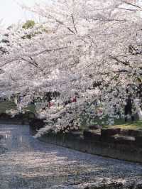 🌸 Spring Sakura Bliss at Changzhou Wenhui Garden 🌞