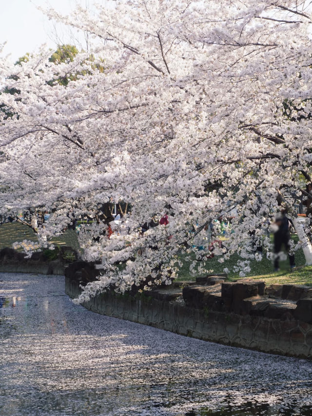 🌸 Spring Sakura Bliss at Changzhou Wenhui Garden 🌞