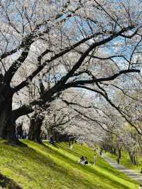 🌸 Kyoto's Ultimate 3-Day Cherry Blossom Chase Itinerary 🌸