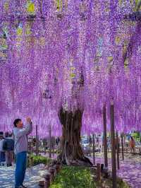【愛知】GWまだ間に合う！紫色の絶景を見に行こう！