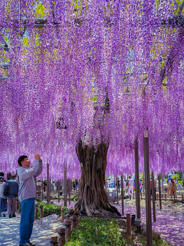 【愛知】GWまだ間に合う！紫色の絶景を見に行こう！