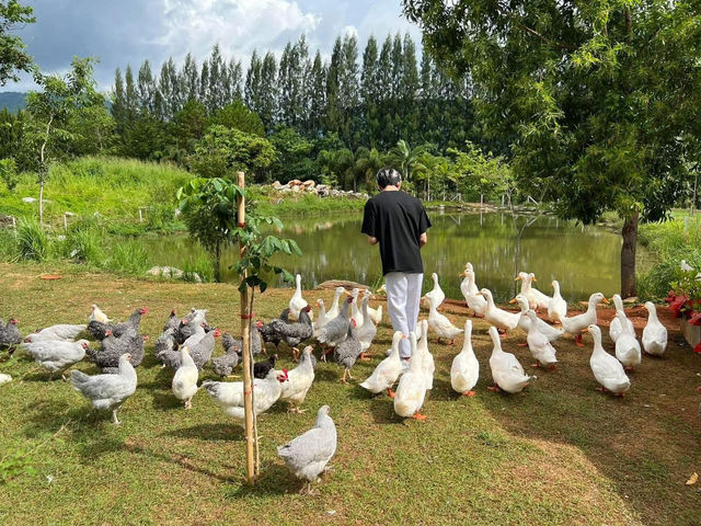 Bucolic Khaoyai ！泰國🇹🇭 迷你動物園 