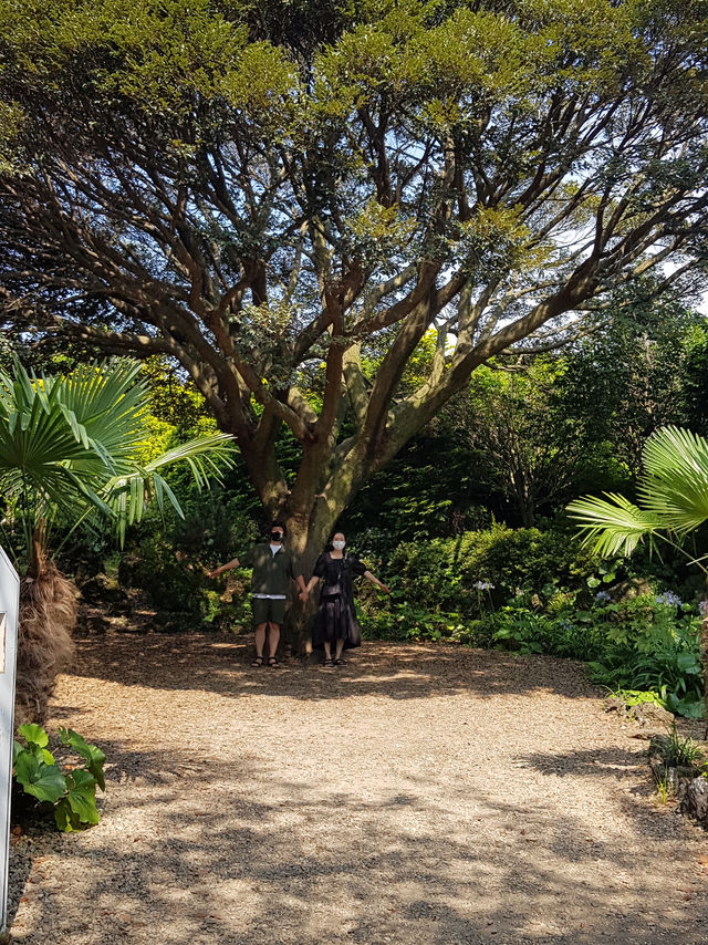 🌲 “시간도 소리도 느리게 흐르는 곳 – 제주 비밀의숲”