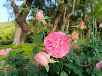 2025士林官邸花花特輯🌹🌷花都開好了🌸💐