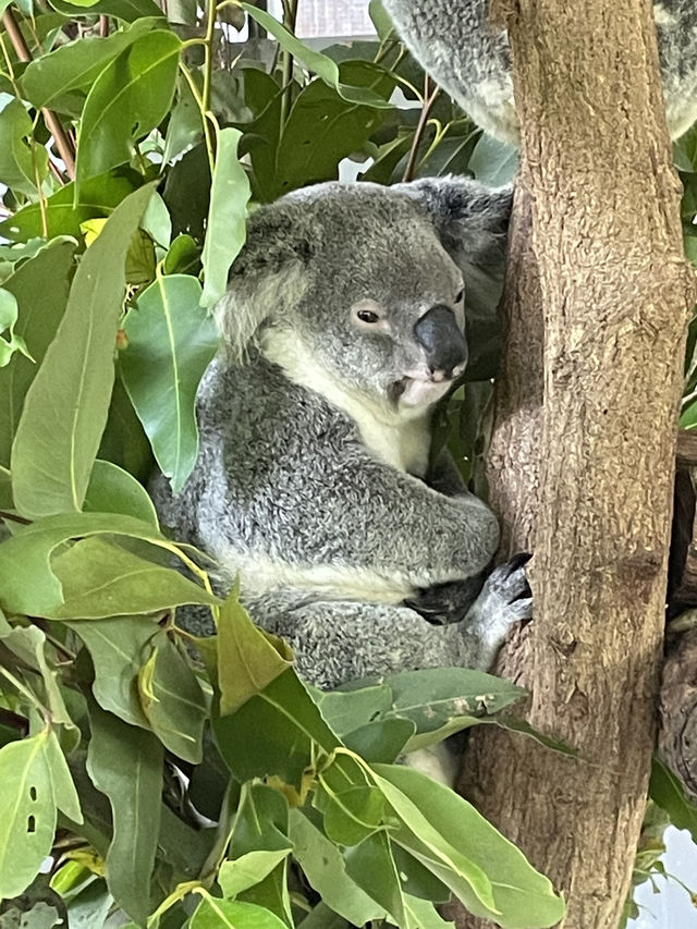 【オーストラリア】コアラ抱っこやカンガルーに餌やりも⁈ キュランダコアラ庭園