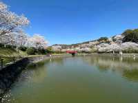 朝倉市甘木公園，福岡縣隱藏版賞櫻的市民公園