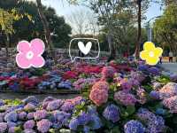 台北大安森林公園の繡球花仙境｜免費打卡＋偶遇松鼠小驚喜🐿️