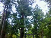 Nikko's Ancient Cedar Avenue: Japan's April Awakening