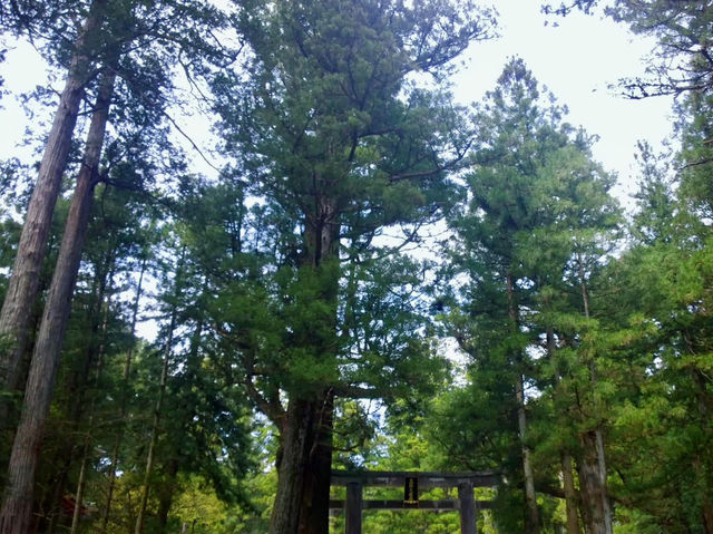 Nikko's Ancient Cedar Avenue: Japan's April Awakening