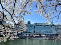 大阪城市綠洲---南天滿公園的櫻花長廊