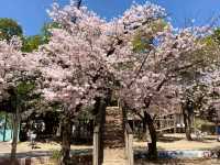 江坂公園賞櫻，因大阪首屆世博會而發展的都會區