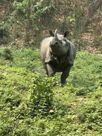 Drive to Twenty Thousand Lake (Bis Hazari Tal), Tikauli, Chitwan: A Wild Encounter