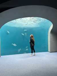 🐬✨【四國水族館——夢幻海底之旅】✨🐋