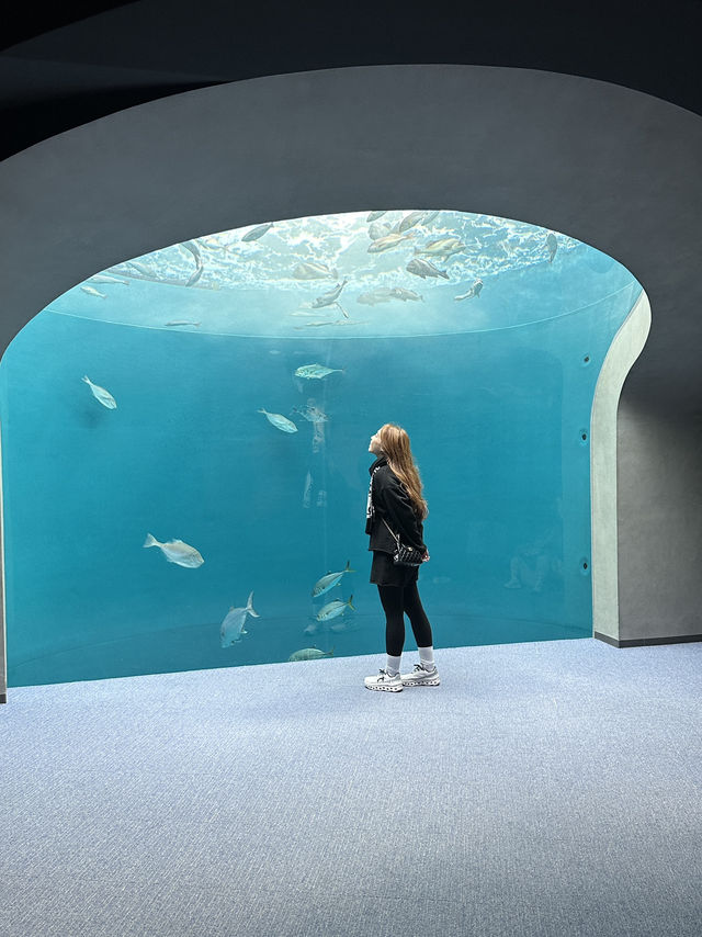 🐬✨【四國水族館——夢幻海底之旅】✨🐋