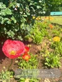 茨城でも綺麗な藤の花、つつじが見れる💐いばらきフラワーパーク