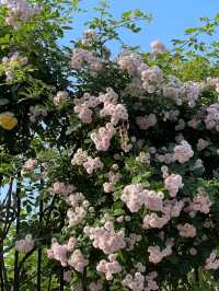 A Romantic Early Summer City Walk in Beijing's Hutongs: Cherry Blossoms and Hidden Gems" 🌸🚶‍♀️