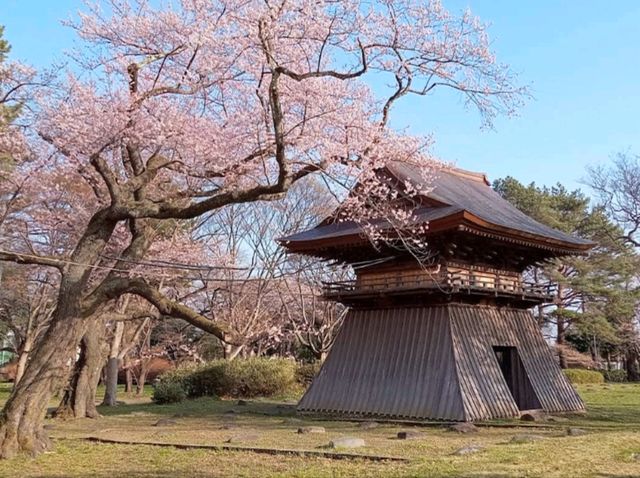 陸奧國分寺&木之下公園，被寺廟佛堂環繞的賞櫻名所