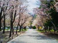 Blooms in the north 