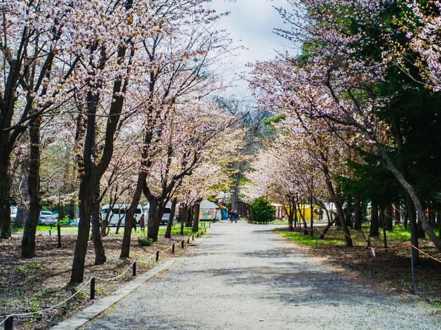 Blooms in the north 