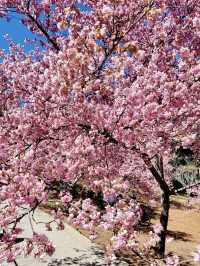 粉嫩山谷裡的夢幻仙境：武陵農場櫻花季🌸