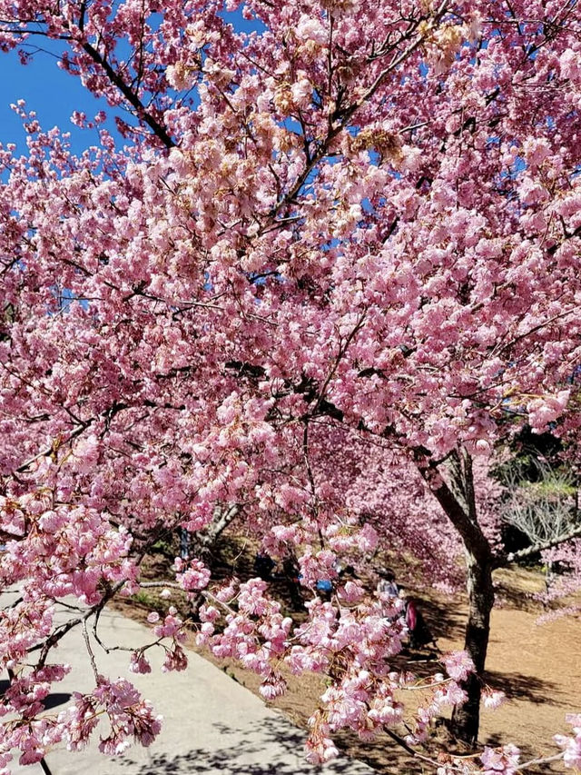 粉嫩山谷裡的夢幻仙境：武陵農場櫻花季🌸