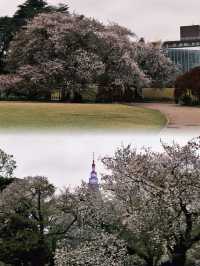 Where to Enjoy the Last Cherry Blossoms in Tokyo?