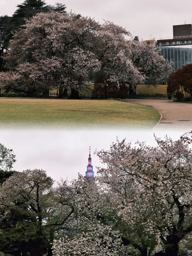 Where to Enjoy the Last Cherry Blossoms in Tokyo?