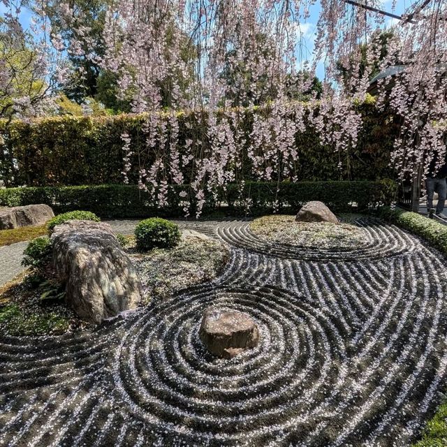 Sakura Magic at Taizo-in 🌸
