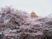 แจกพิกัดชม Cherry blossom แบฉ่ำฟูที่ USA