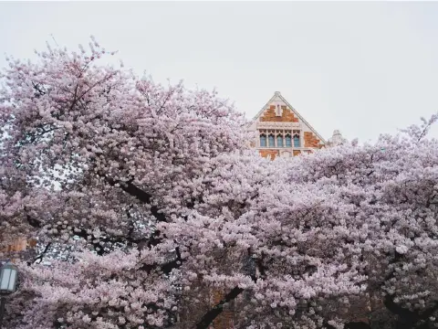 Cherry Blossom Viewing Spots in the USA